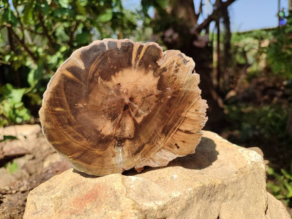 Polished On One Side Petrified Wood Branches x 3 From Gokwe, Zimbabwe