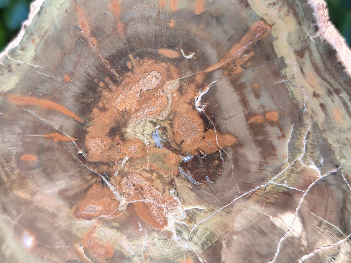 Polished On One Side Petrified Wood Branches x 3 From Gokwe, Zimbabwe - Toprock Gemstones and Minerals 