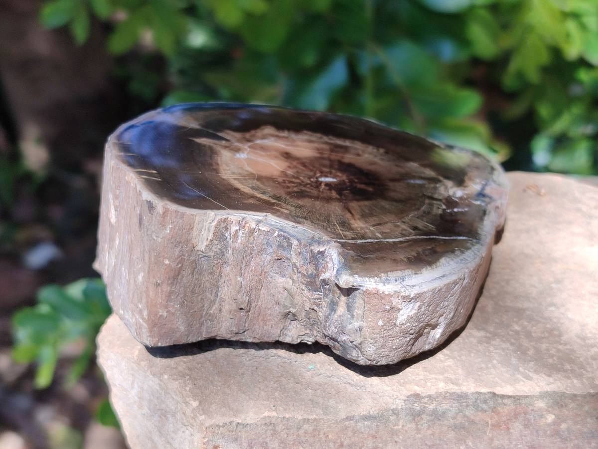 Polished On One Side Petrified Wood Branches x 3 From Gokwe, Zimbabwe - Toprock Gemstones and Minerals 