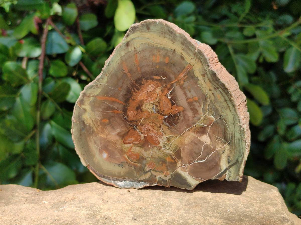 Polished On One Side Petrified Wood Branches x 3 From Gokwe, Zimbabwe - Toprock Gemstones and Minerals 