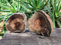 Polished On One Side Petrified Wood Branches x 3 From Gokwe, Zimbabwe
