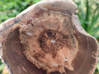 Polished On One Side Petrified Wood Branches x 3 From Gokwe, Zimbabwe