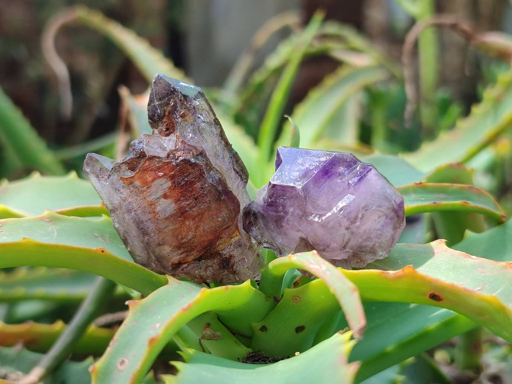 Natural Window Amethyst Crystals x 35 From Chiredzi, Zimbabwe - Toprock Gemstones and Minerals 