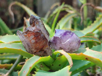 Natural Window Amethyst Crystals x 35 From Chiredzi, Zimbabwe