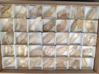 Natural Double Terminated Quartz Crystals x 55 From Madagascar