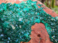 Natural Dioptase On Dolomite Specimens x 1 From Likasi, Congo