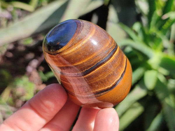 Polished Golden Tiger's Eye Free Forms x 12 From Prieska, South Africa - Toprock Gemstones and Minerals 