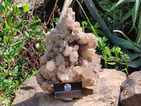 Natural XL Smokey Phantom Quartz Cluster x 1 From Luena, Congo