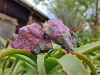 Natural Stichtite Cobbed Specimens x 35 From Barberton, South Africa