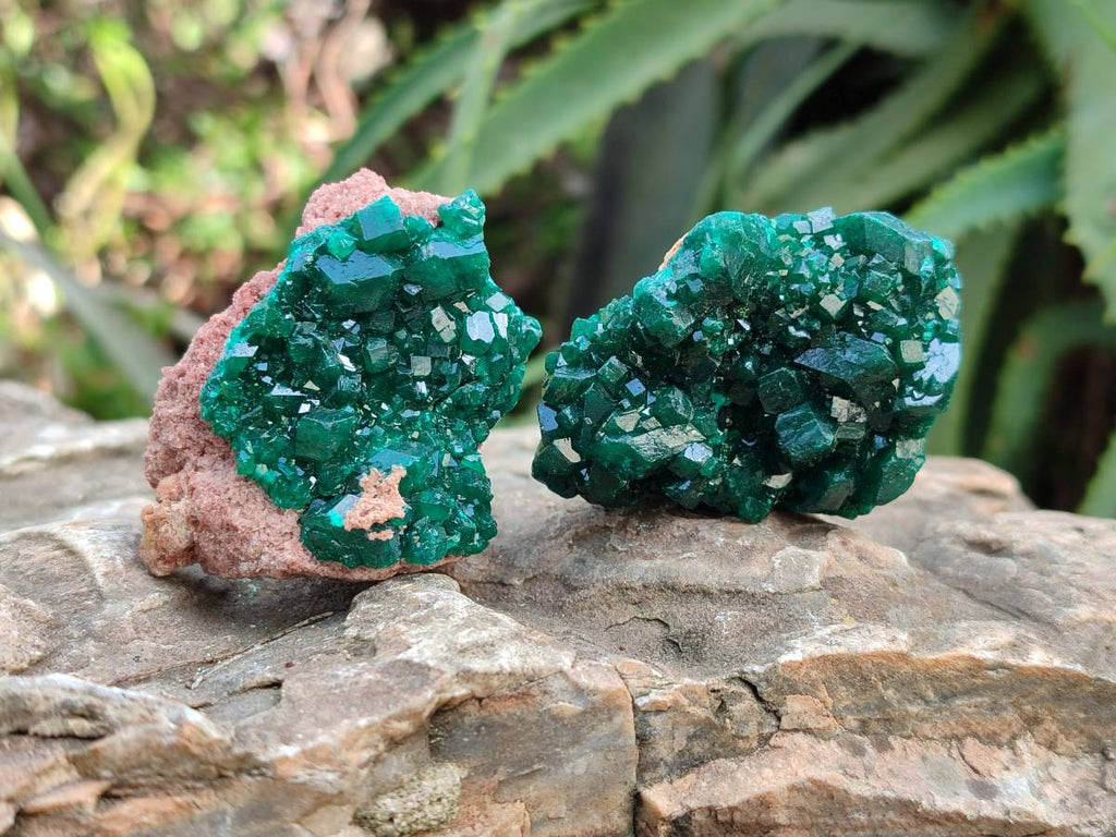 Natural Dioptase On Dolomite Specimens x 6 From Likasi, Congo - Toprock Gemstones and Minerals 