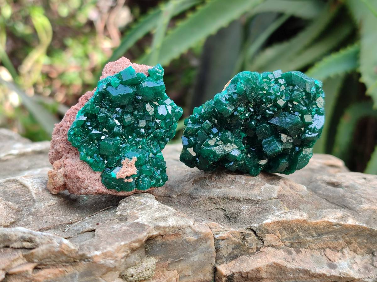 Natural Dioptase On Dolomite Specimens x 6 From Likasi, Congo - Toprock Gemstones and Minerals 