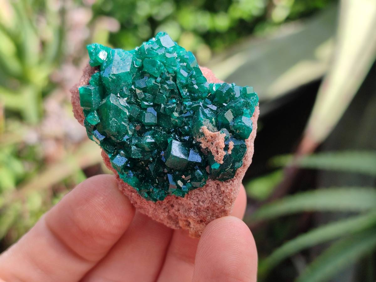 Natural Dioptase On Dolomite Specimens x 6 From Likasi, Congo - Toprock Gemstones and Minerals 