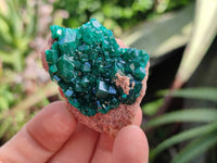 Natural Dioptase On Dolomite Specimens x 6 From Likasi, Congo