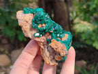 Natural Dioptase On Dolomite Specimens x 6 From Likasi, Congo - Toprock Gemstones and Minerals 