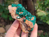 Natural Dioptase On Dolomite Specimens x 6 From Likasi, Congo