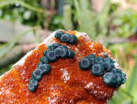 Natural Crystalline Ball Malachite and Drusy Quartz On Dolomite Matrix Specimens x 3 From Kambove, Congo
