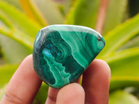 Polished Malacolla Free Forms x 35 From Kalukundi Mine, Congo