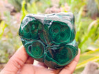 Polished Flower Banded Malachite Free Forms x 3 From Congo - Toprock Gemstones and Minerals 