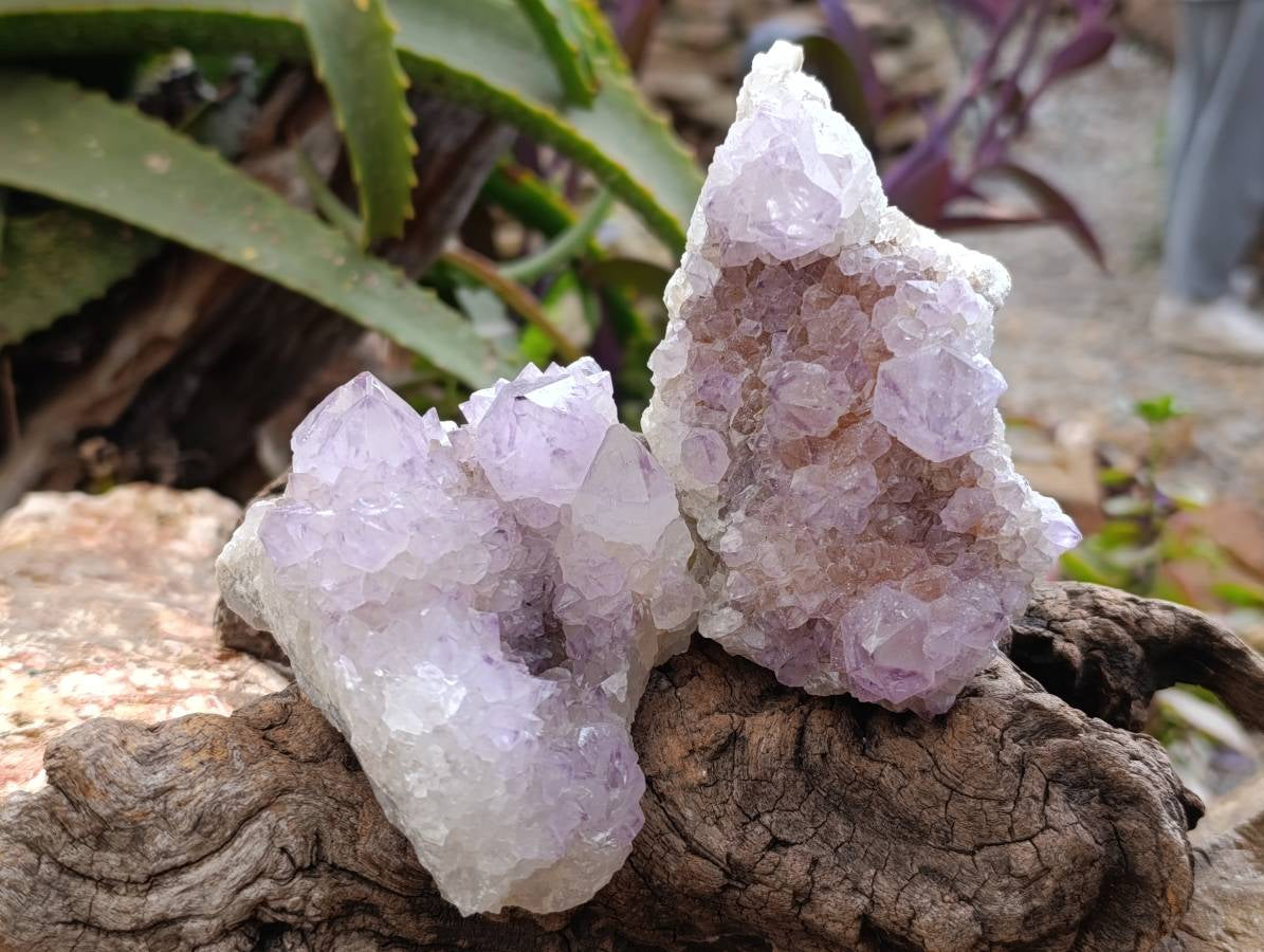 Natural Sunburst Amethyst Spirit Quartz Clusters x 6 From Boekenhouthoek, South Africa - Toprock Gemstones and Minerals 