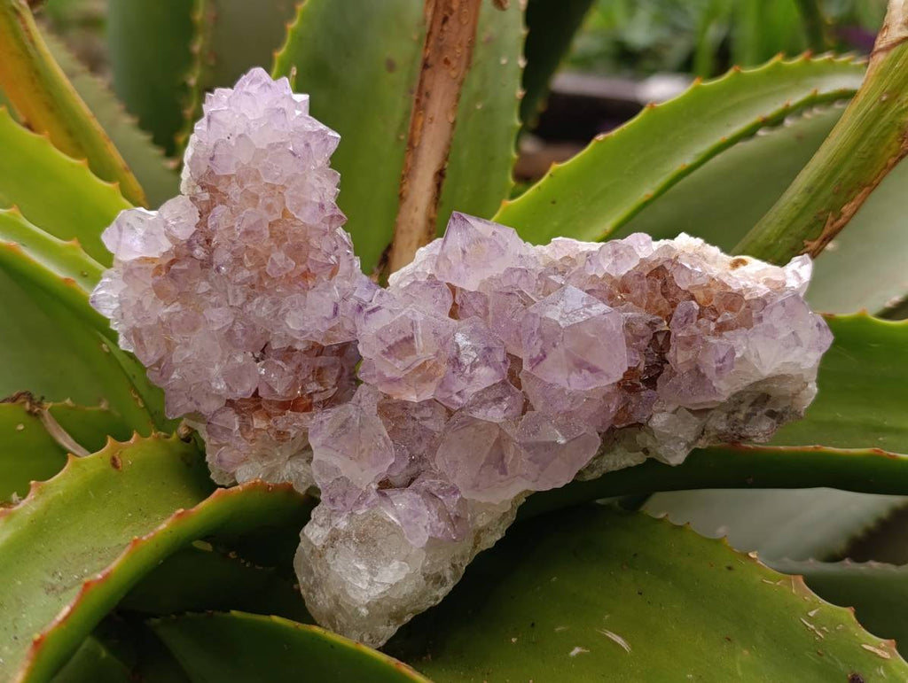 Natural Sunburst Amethyst Spirit Quartz Clusters x 6 From Boekenhouthoek, South Africa - Toprock Gemstones and Minerals 