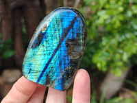 Polished Labradorite Standing Free Forms x 6 From Tulear, Madagascar