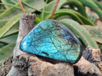 Polished Labradorite Standing Free Forms x 6 From Tulear, Madagascar