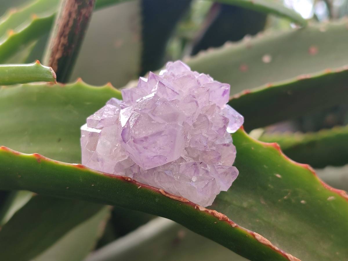 Natural Amethyst Spirit Quartz Clusters x 12 From Boekenhouthoek, South Africa - Toprock Gemstones and Minerals 