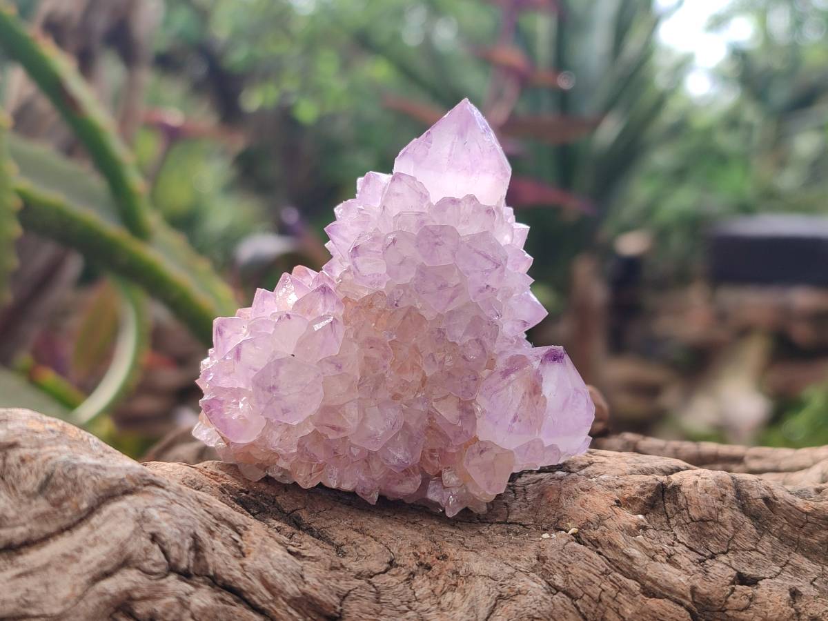 Natural Amethyst Spirit Quartz Clusters x 12 From Boekenhouthoek, South Africa - Toprock Gemstones and Minerals 