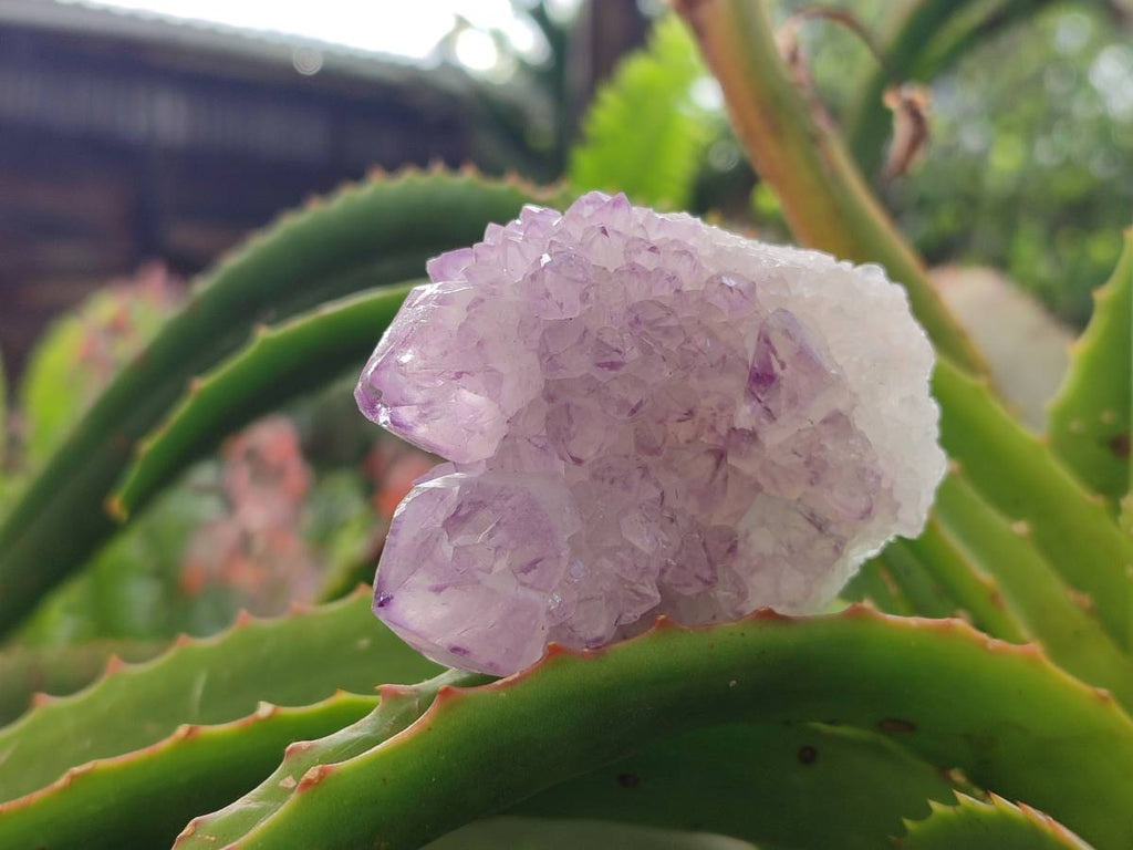 Natural Amethyst Spirit Quartz Clusters x 12 From Boekenhouthoek, South Africa - Toprock Gemstones and Minerals 
