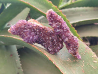 Natural Amethystos Amethyst Clusters x 24 From Kwaggafontein, South Africa