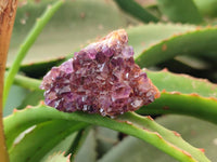 Natural Amethystos Amethyst Clusters x 24 From Kwaggafontein, South Africa