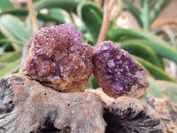 Natural Amethystos Amethyst Clusters x 24 From Kwaggafontein, South Africa