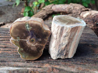 Polished On One Side Petrified Wood Branches x 3 From Gokwe, Zimbabwe