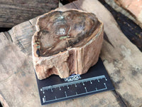 Polished On One Side Petrified Wood Branches x 3 From Gokwe, Zimbabwe