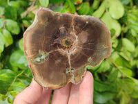 Polished On One Side Petrified Wood Branches x 3 From Gokwe, Zimbabwe