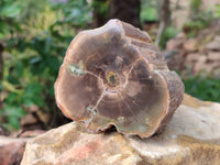 Polished On One Side Petrified Wood Branches x 3 From Gokwe, Zimbabwe