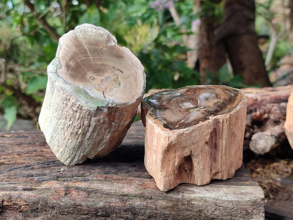 Polished On One Side Petrified Wood Branches x 3 From Gokwe, Zimbabwe