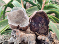 Polished On One Side Petrified Wood Branches x 3 From Gokwe, Zimbabwe