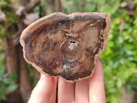 Polished On One Side Petrified Wood Branches x 3 From Gokwe, Zimbabwe