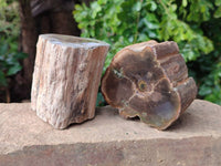 Polished On One Side Petrified Wood Branches x 3 From Gokwe, Zimbabwe