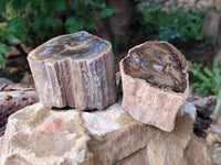 Polished On One Side Petrified Wood Branches x 3 From Gokwe, Zimbabwe