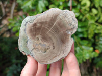 Polished On One Side Petrified Wood Branches x 3 From Gokwe, Zimbabwe