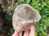 Polished On One Side Petrified Wood Branches x 3 From Gokwe, Zimbabwe