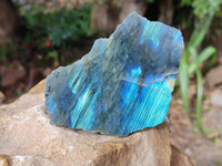 Polished On One Side Labradorite x 12 From Tulear, Madagascar
