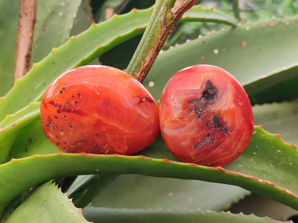 Polished Carnelian Agate Gemstone Palm Stones x 12 From Madagascar