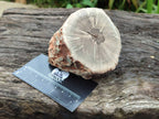 Polished On One Side Petrified Wood Branches x 3 From Gokwe, Zimbabwe - Toprock Gemstones and Minerals 