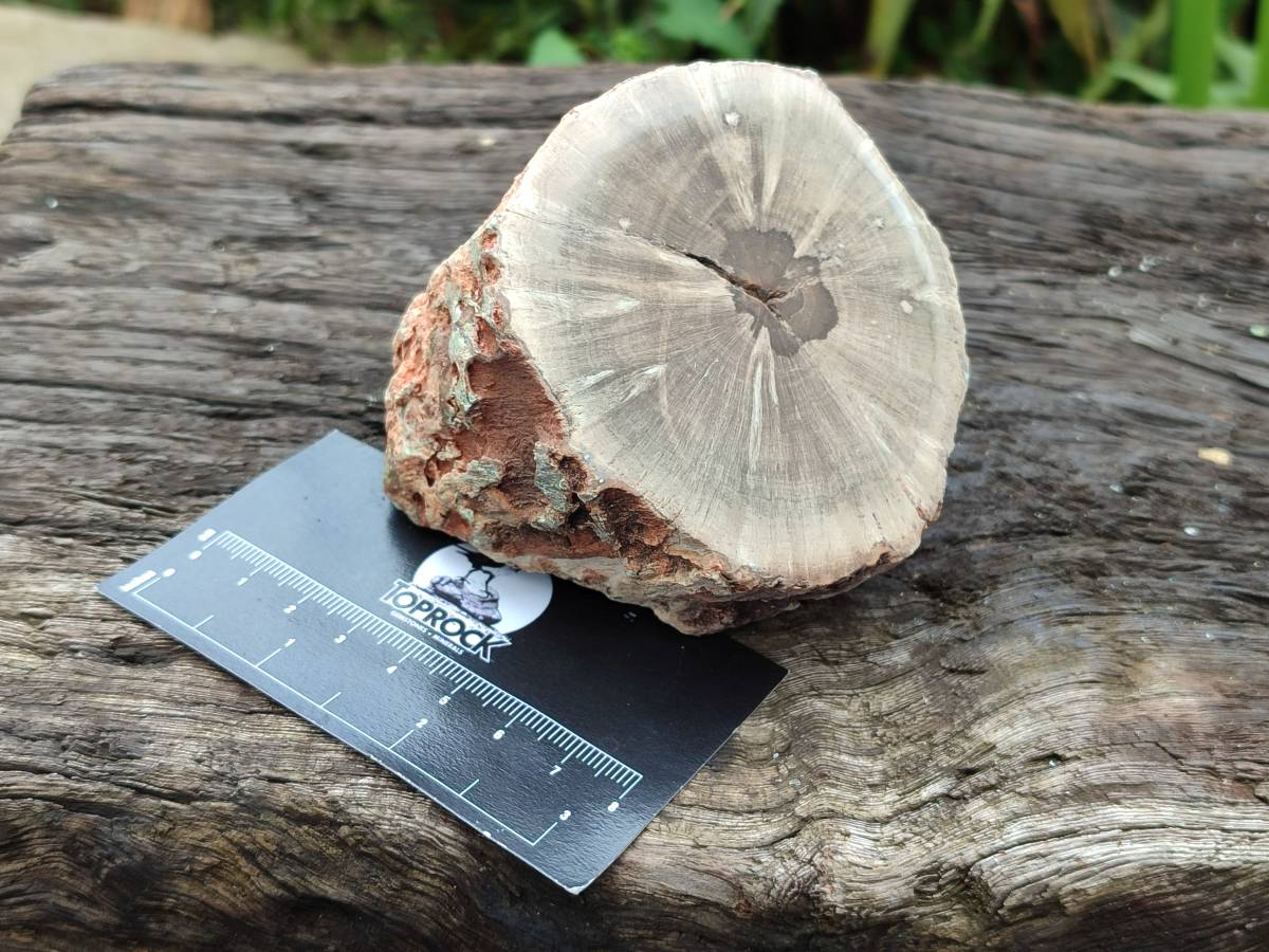 Polished On One Side Petrified Wood Branches x 3 From Gokwe, Zimbabwe - Toprock Gemstones and Minerals 