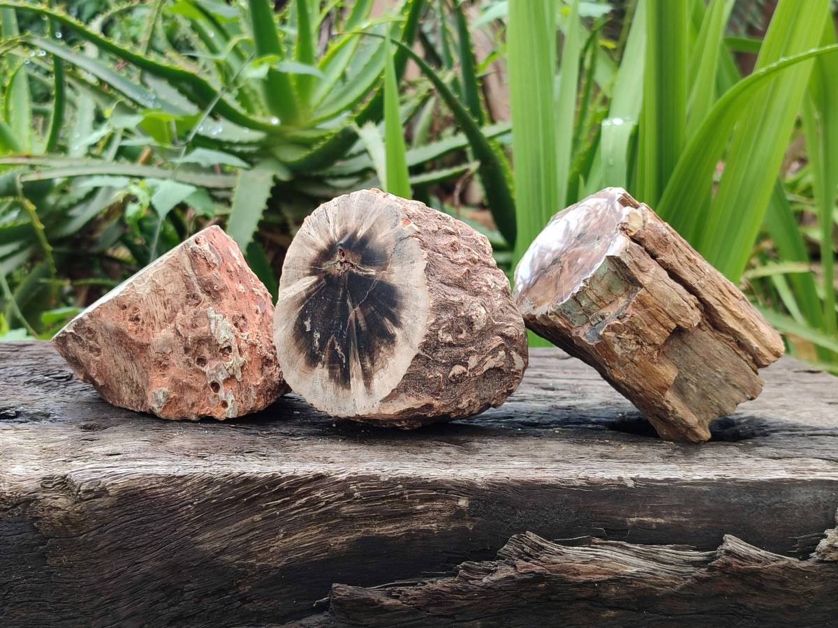 Polished On One Side Petrified Wood Branches x 3 From Gokwe, Zimbabwe - Toprock Gemstones and Minerals 