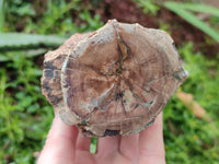 Polished On One Side Petrified Wood Branches x 3 From Gokwe, Zimbabwe