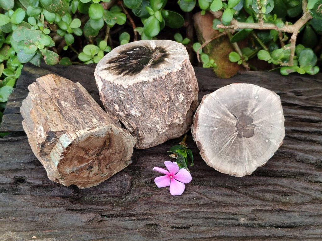 Polished On One Side Petrified Wood Branches x 3 From Gokwe, Zimbabwe - Toprock Gemstones and Minerals 